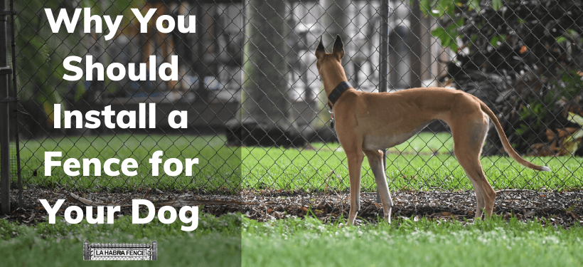 Why You Should Install a Fence for Your Dog