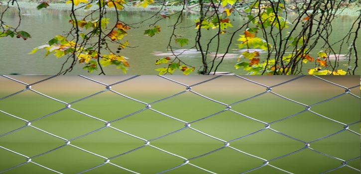 How Planting Vines Can Beautify Your Chain Link Fence