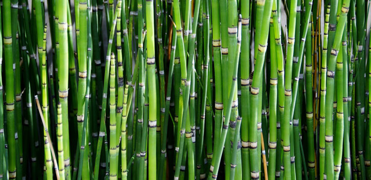 Use Bamboo Plants for Fencing