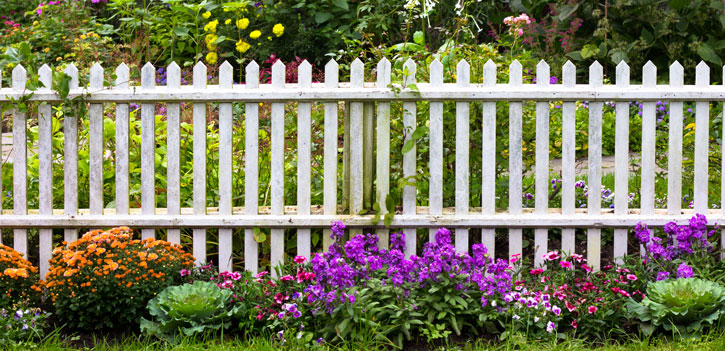 Decorative Plants and Shrubs to Beautify Your Fence