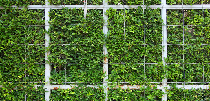 Cover your fence with English Ivy