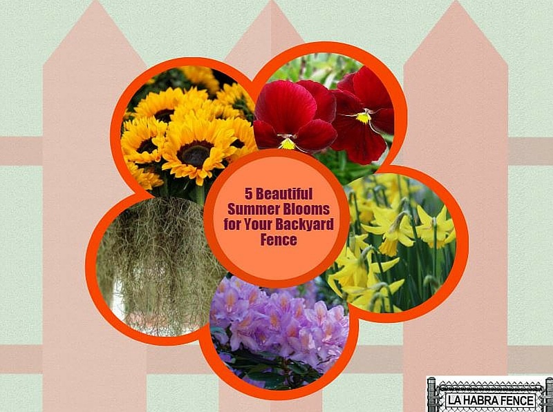 5 Beautiful Summer Blooms for Your Backyard Fences