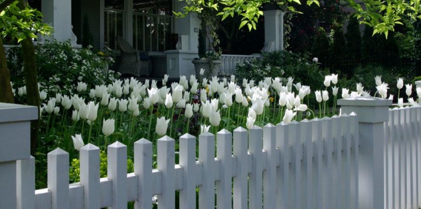 Residence Seattle Tulips