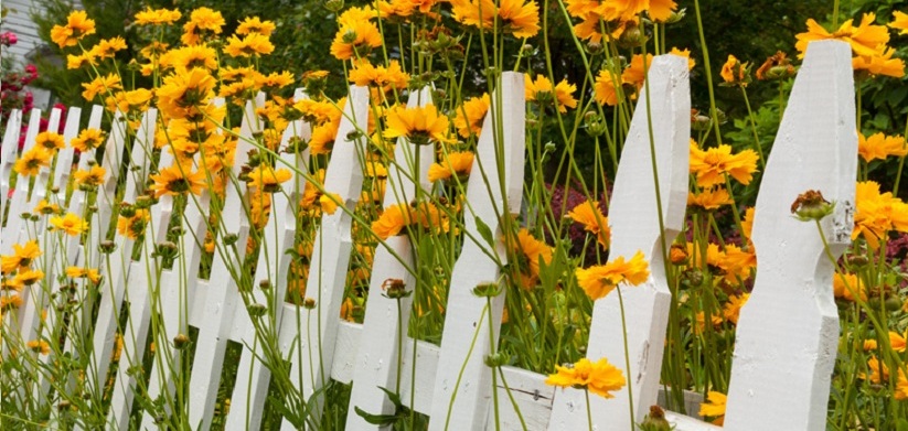 Beautiful White Fence Yellow Daisies Border with Sunflowers