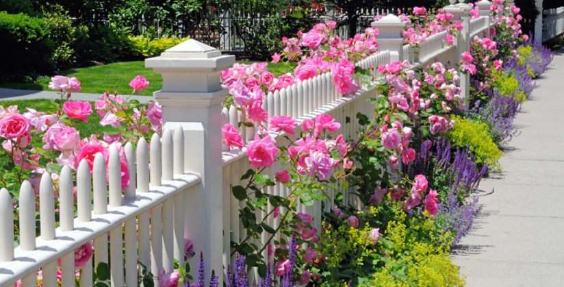 Decorate your front door white fence with Climbing Roses